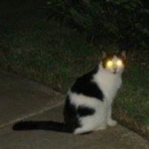 Meet your Posher, Jyme